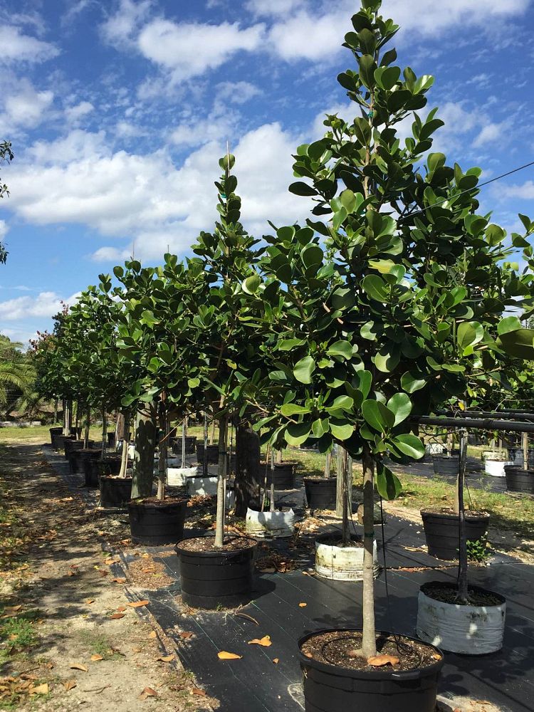 clusia-rosea-pitch-apple-autograph-tree