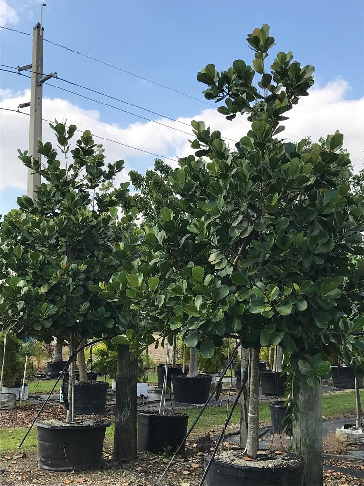 clusia-rosea-pitch-apple-autograph-tree