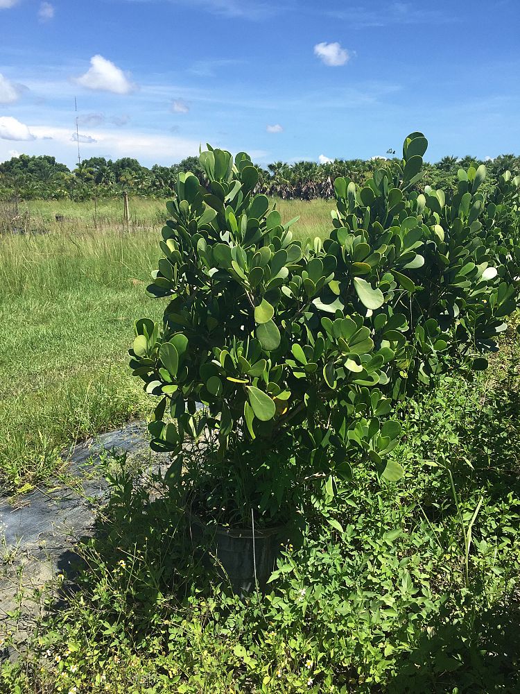 clusia-rosea-pitch-apple-autograph-tree