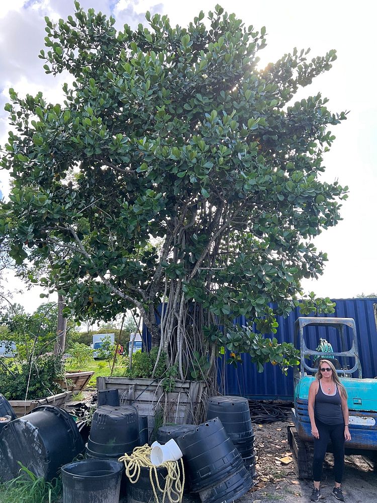 clusia-rosea-pitch-apple-autograph-tree