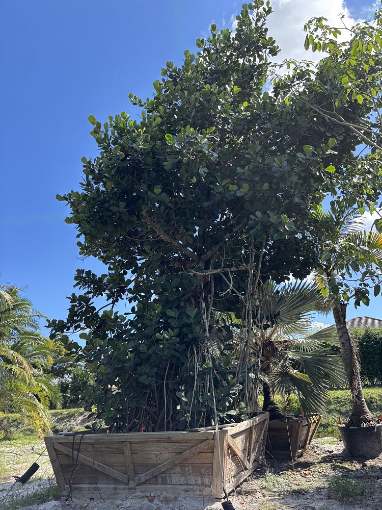 clusia-rosea-pitch-apple-autograph-tree