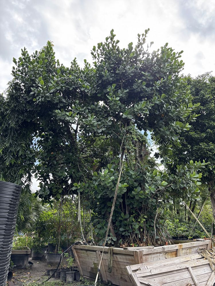 clusia-rosea-pitch-apple-autograph-tree