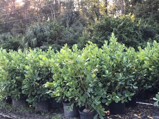 clusia-rosea-pitch-apple-autograph-tree