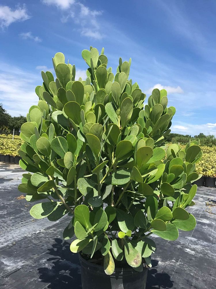 clusia-rosea-pitch-apple-autograph-tree