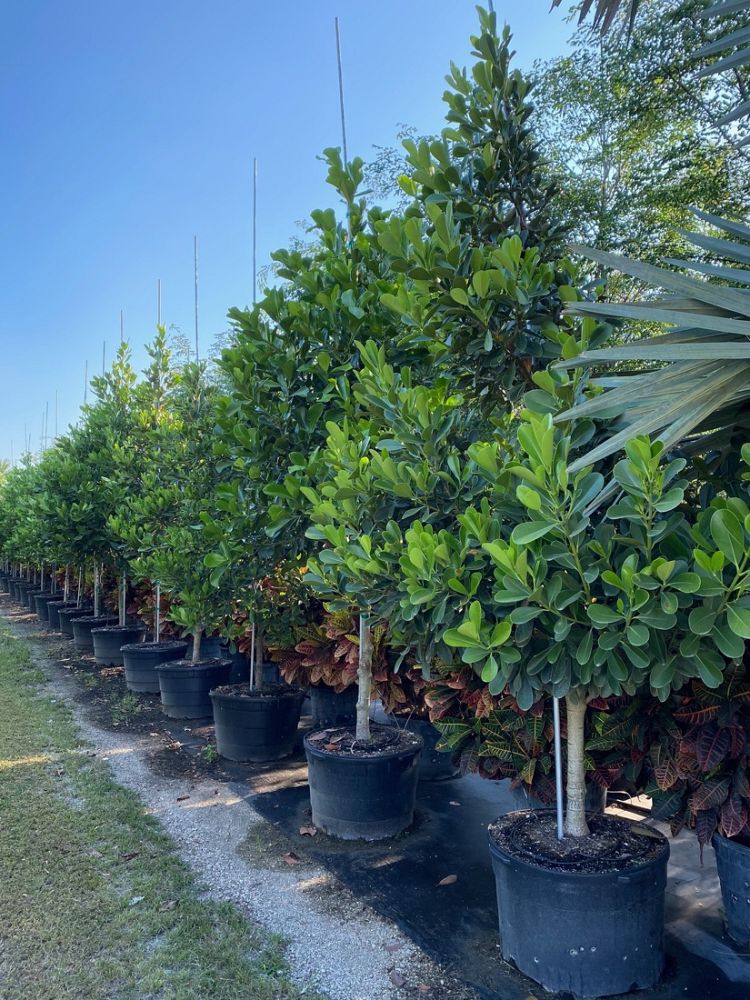 clusia-rosea-pitch-apple-autograph-tree