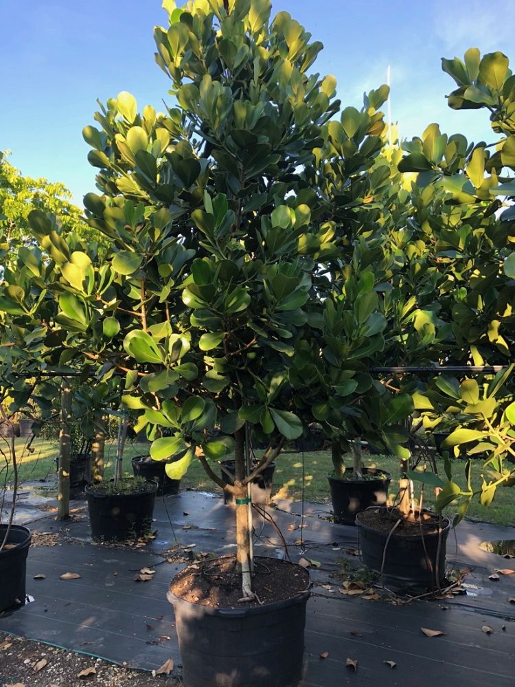 clusia-rosea-pitch-apple-autograph-tree