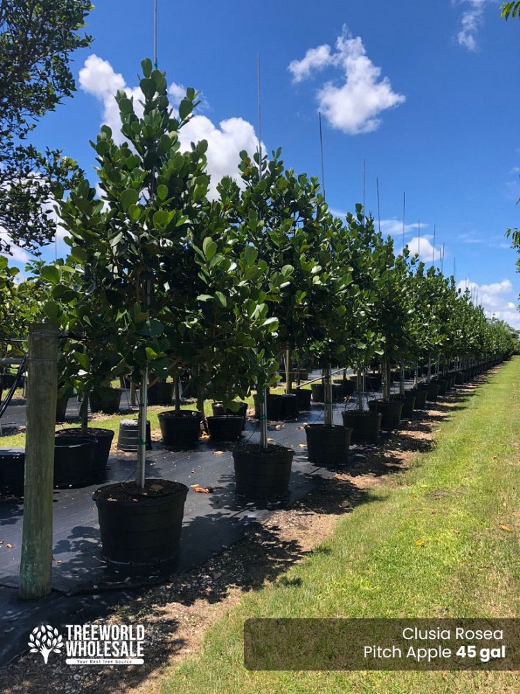 clusia-rosea-pitch-apple-autograph-tree