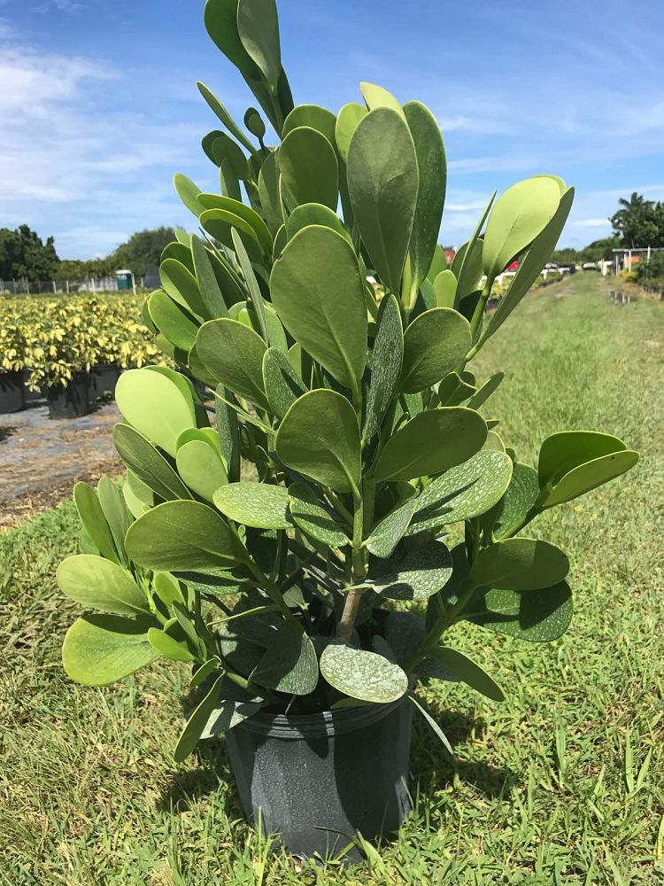clusia-rosea-pitch-apple-autograph-tree