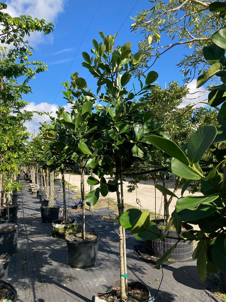clusia-rosea-pitch-apple-autograph-tree