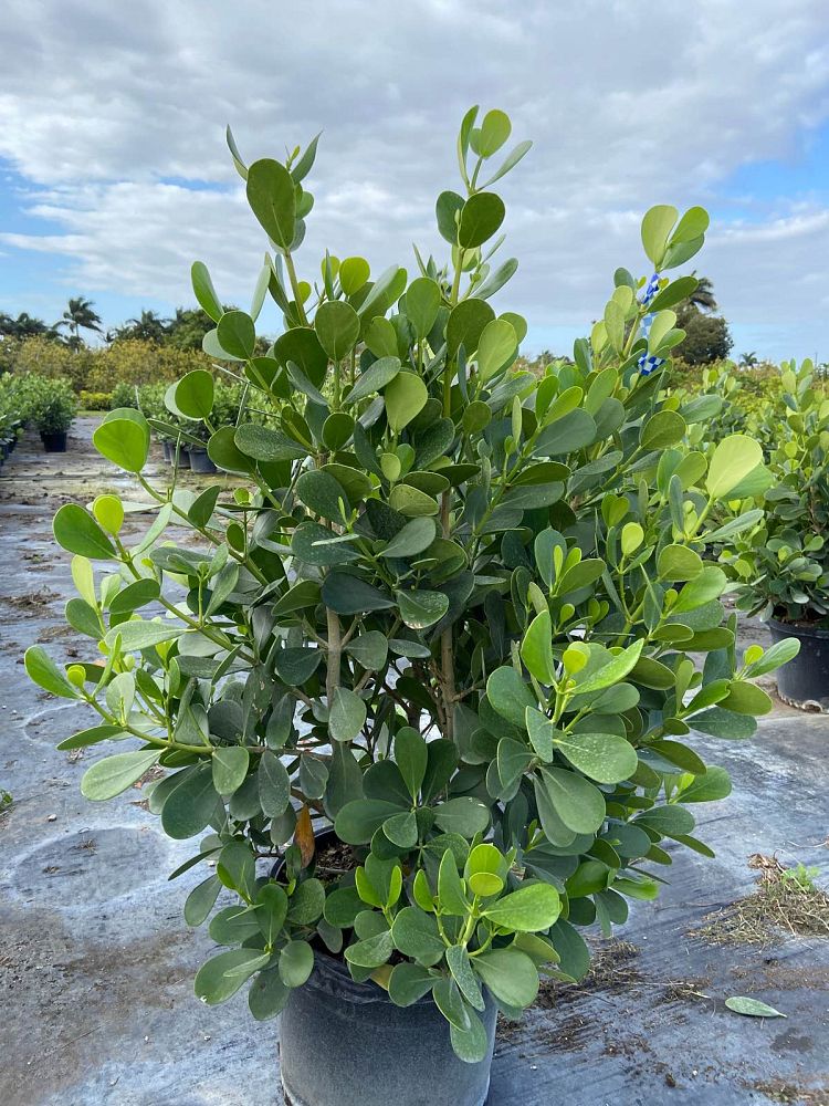 clusia-rosea-pitch-apple-autograph-tree