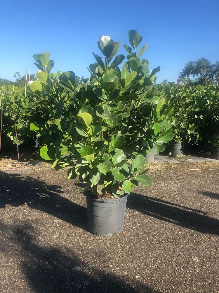 clusia-rosea-pitch-apple-autograph-tree