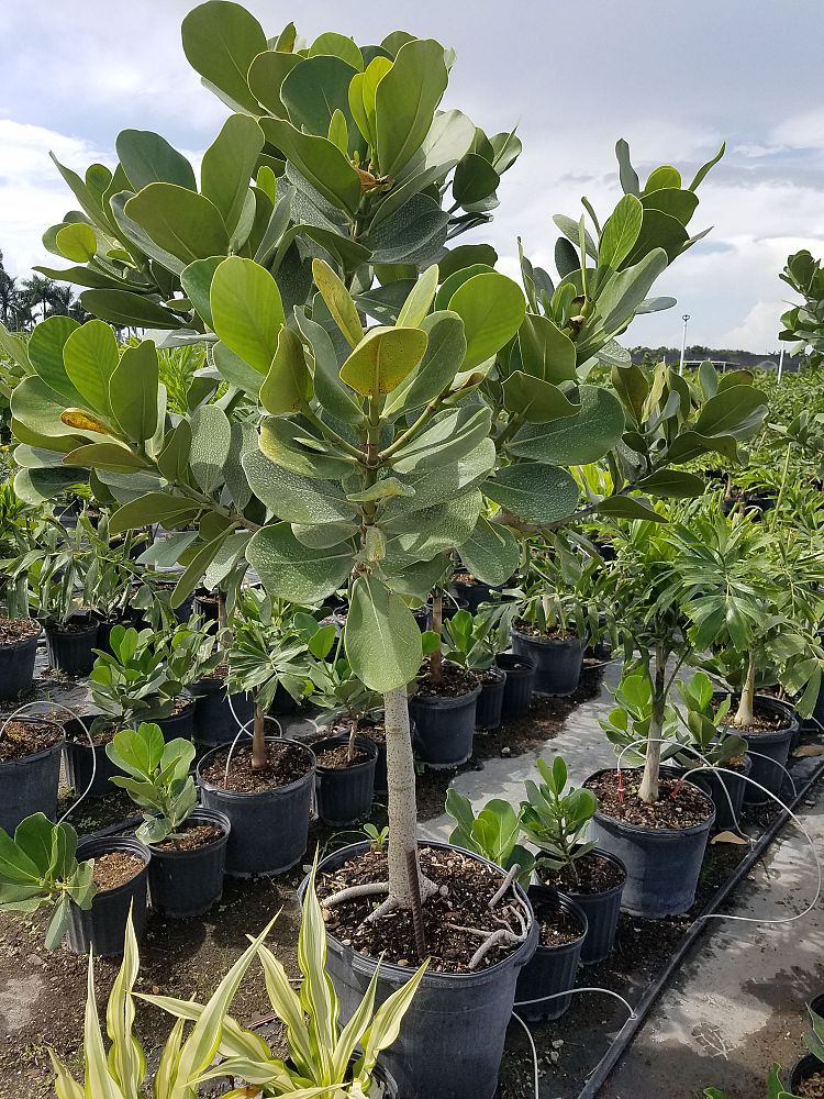 clusia-rosea-pitch-apple-autograph-tree
