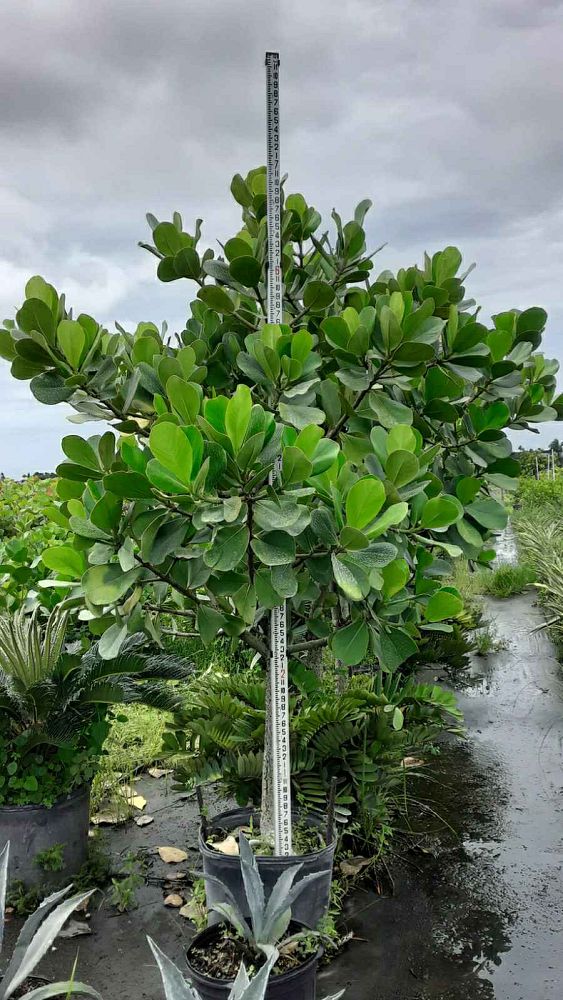 clusia-rosea-pitch-apple-autograph-tree