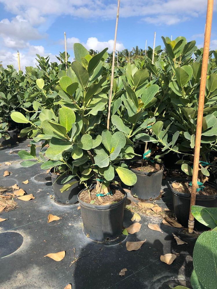 clusia-rosea-pitch-apple-autograph-tree