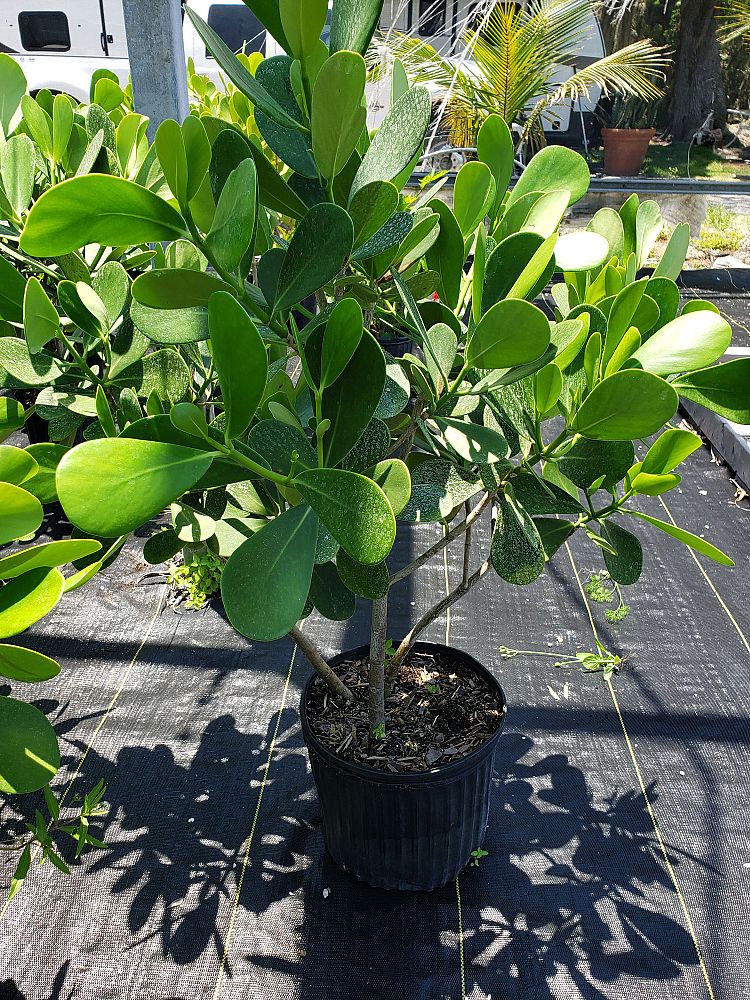 clusia-rosea-pitch-apple-autograph-tree