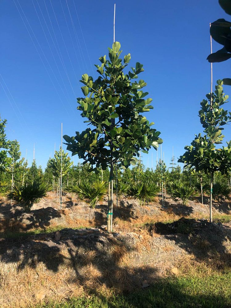 clusia-rosea-pitch-apple-autograph-tree
