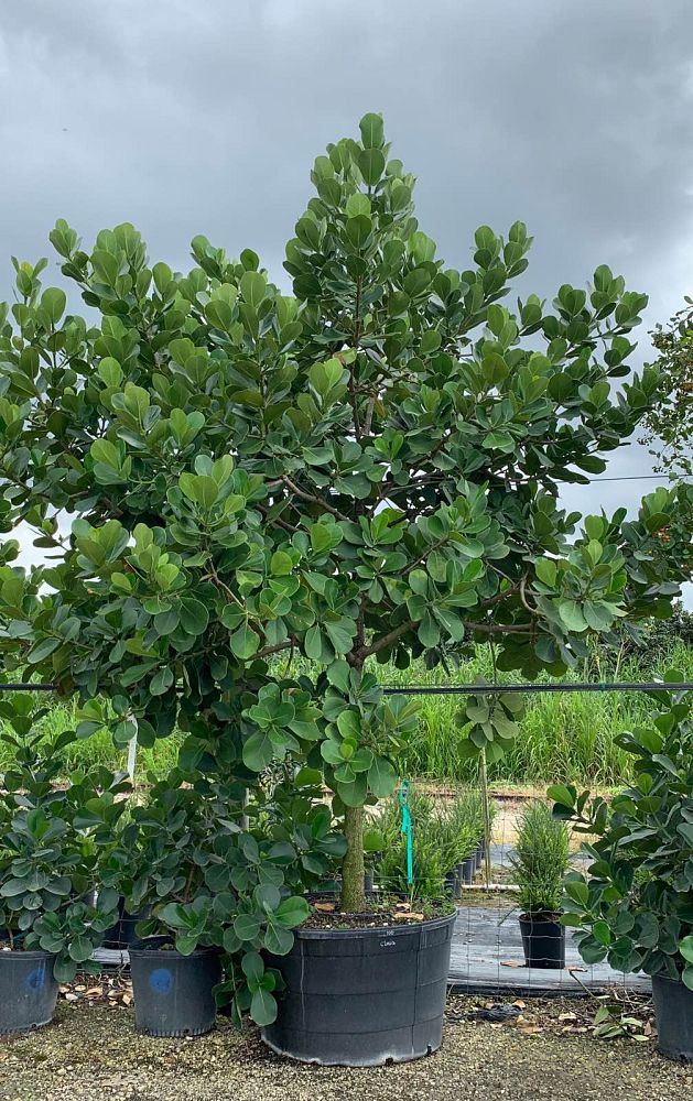 clusia-rosea-pitch-apple-autograph-tree