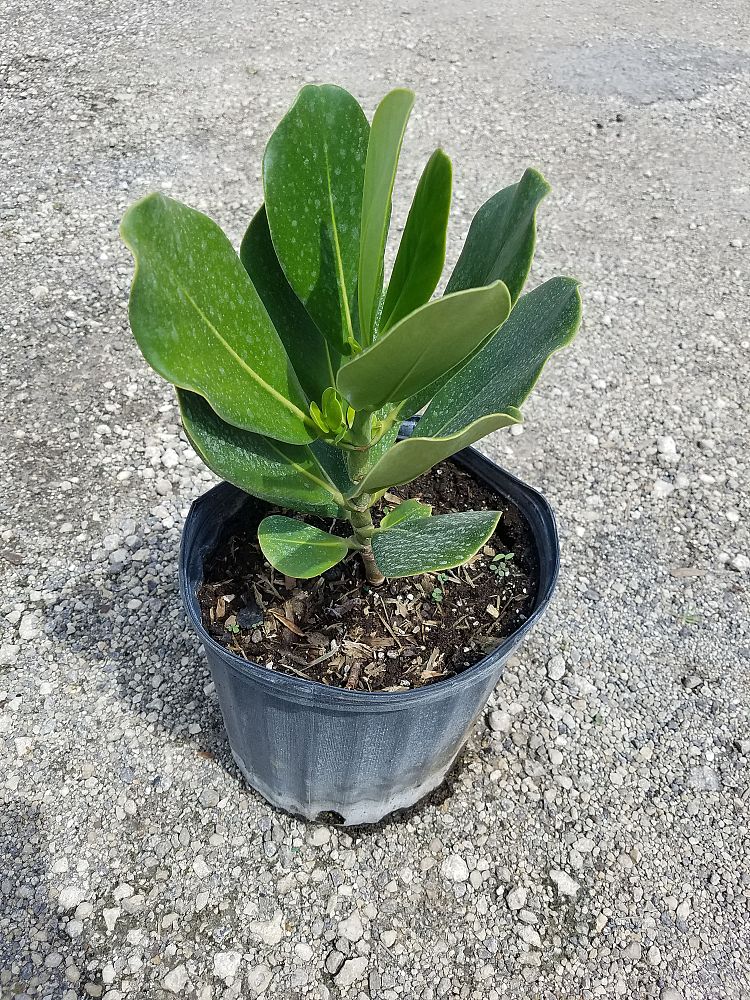 clusia-rosea-pitch-apple-autograph-tree