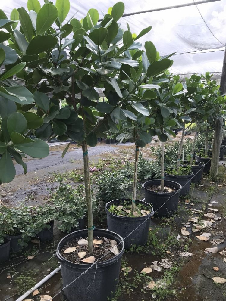 clusia-rosea-pitch-apple-autograph-tree