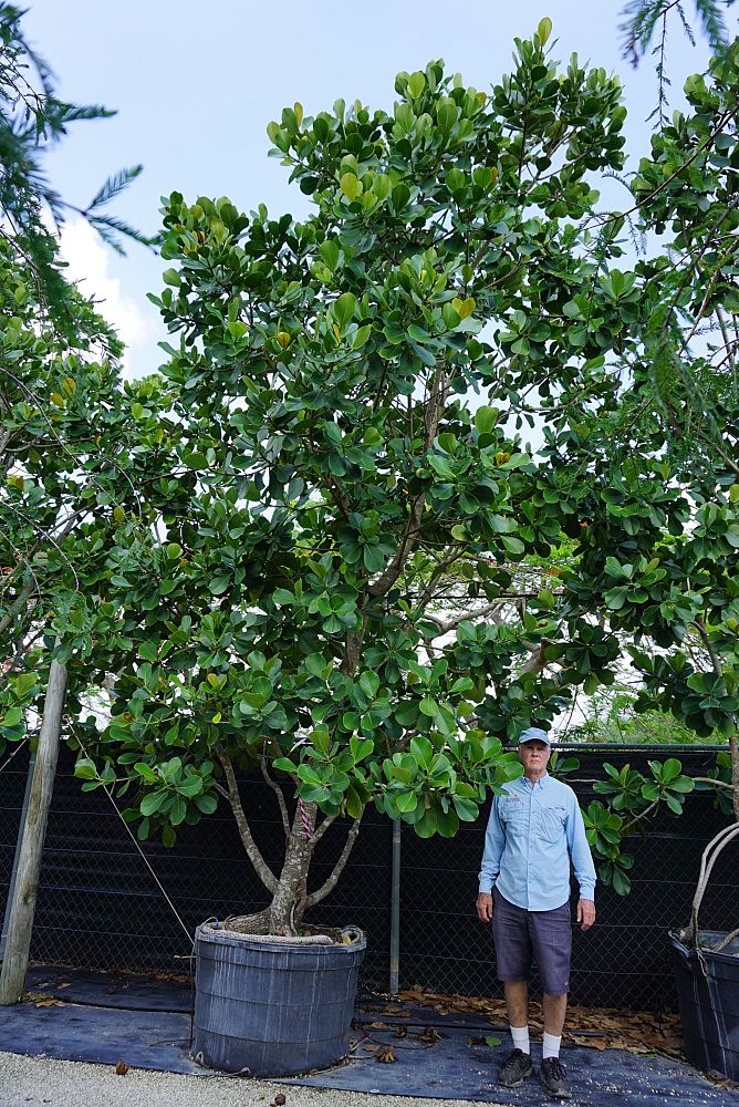 clusia-rosea-pitch-apple-autograph-tree