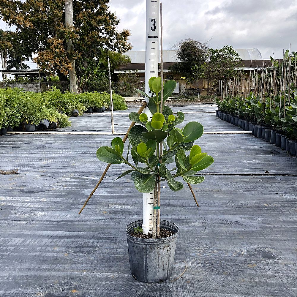 clusia-rosea-pitch-apple-autograph-tree