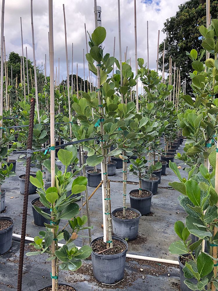 clusia-rosea-pitch-apple-autograph-tree