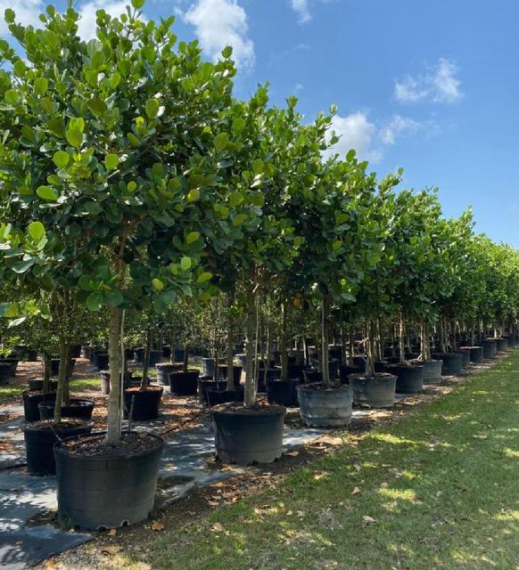 clusia-rosea-pitch-apple-autograph-tree