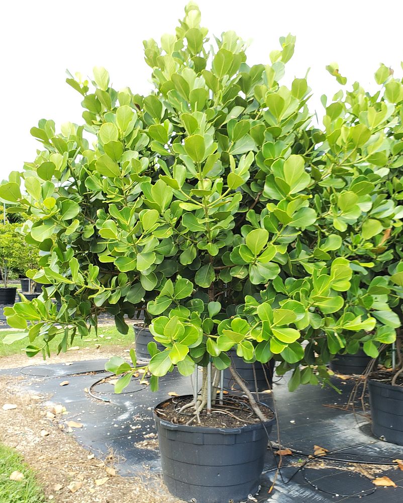 clusia-rosea-pitch-apple-autograph-tree