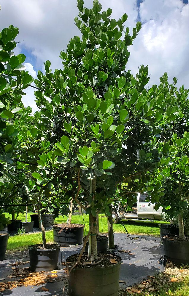clusia-rosea-pitch-apple-autograph-tree