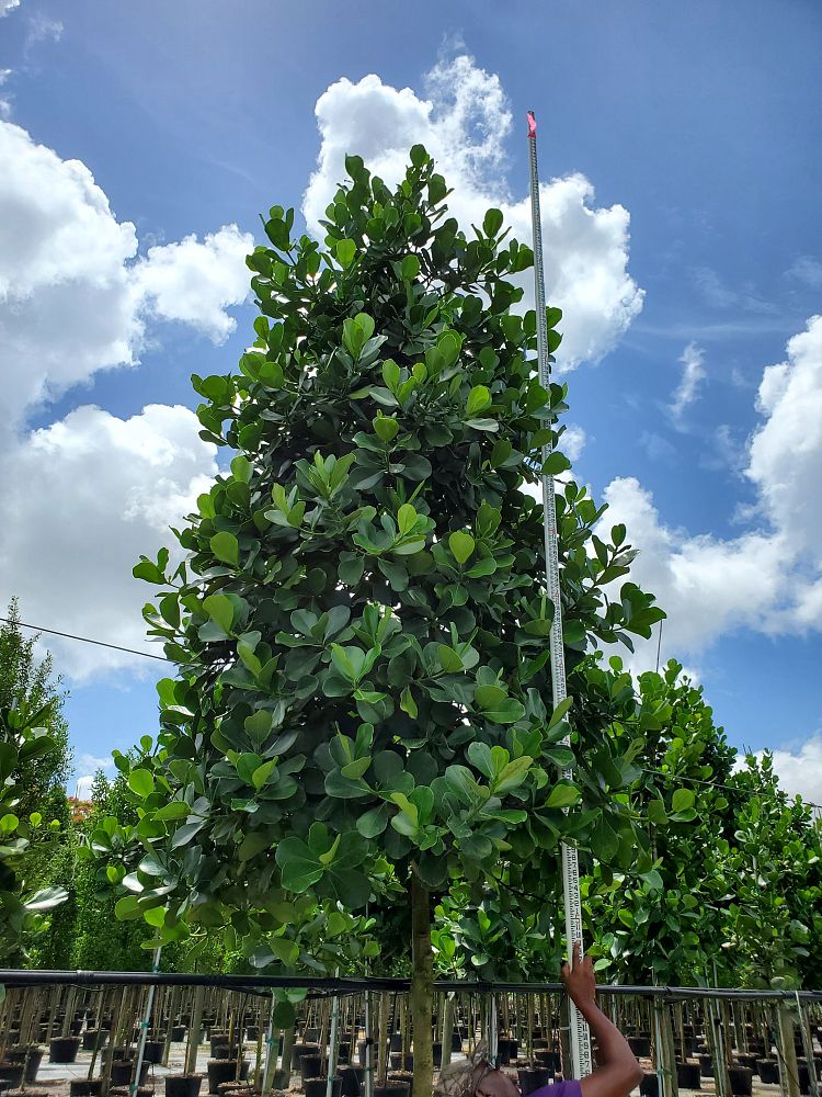 clusia-rosea-pitch-apple-autograph-tree