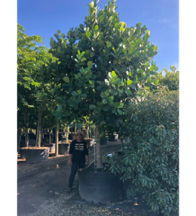 clusia-rosea-pitch-apple-autograph-tree