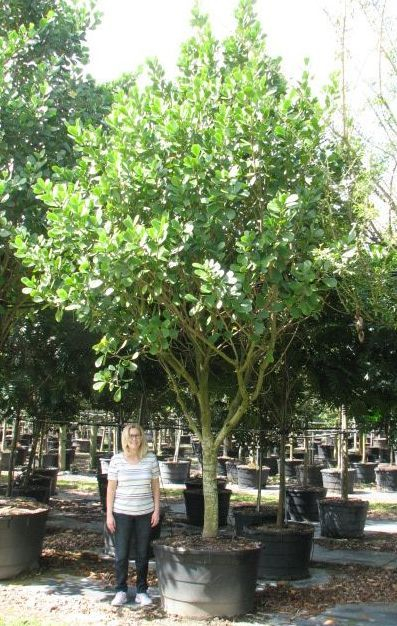 clusia-rosea-pitch-apple-autograph-tree