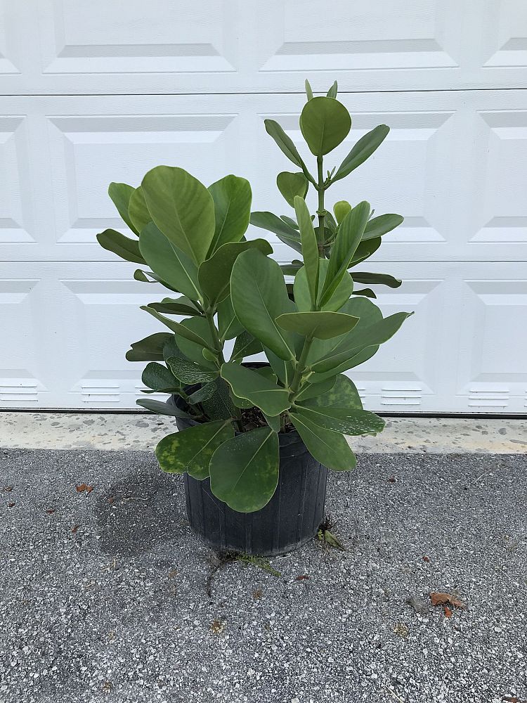 clusia-rosea-pitch-apple-autograph-tree