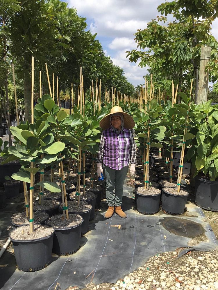 clusia-rosea-pitch-apple-autograph-tree