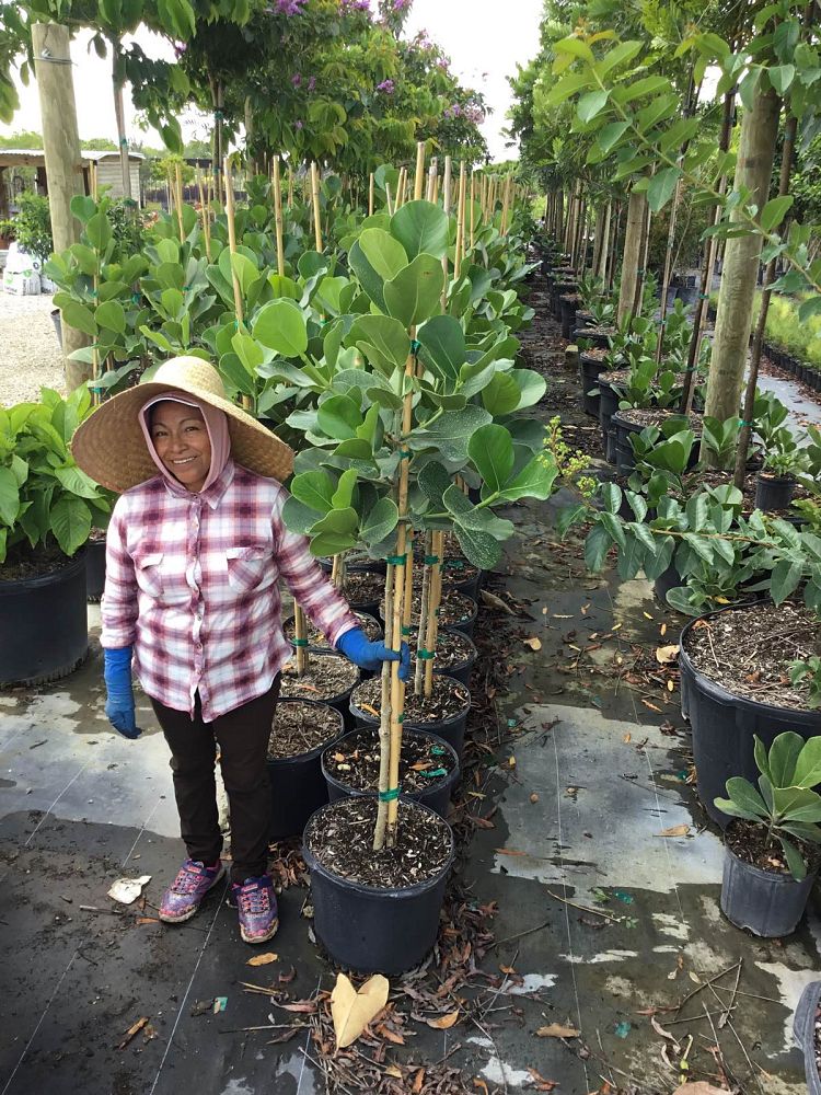 clusia-rosea-pitch-apple-autograph-tree