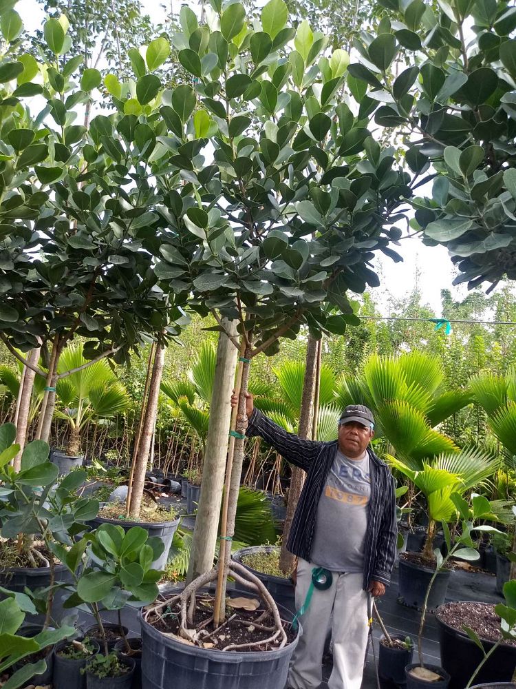 clusia-rosea-pitch-apple-autograph-tree
