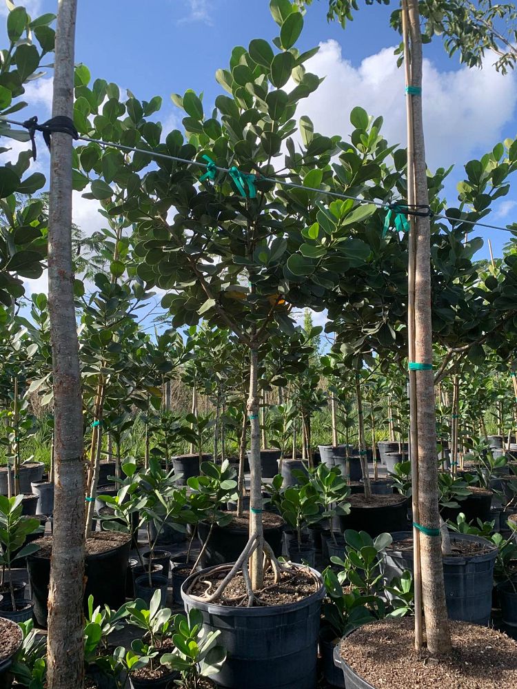 clusia-rosea-pitch-apple-autograph-tree