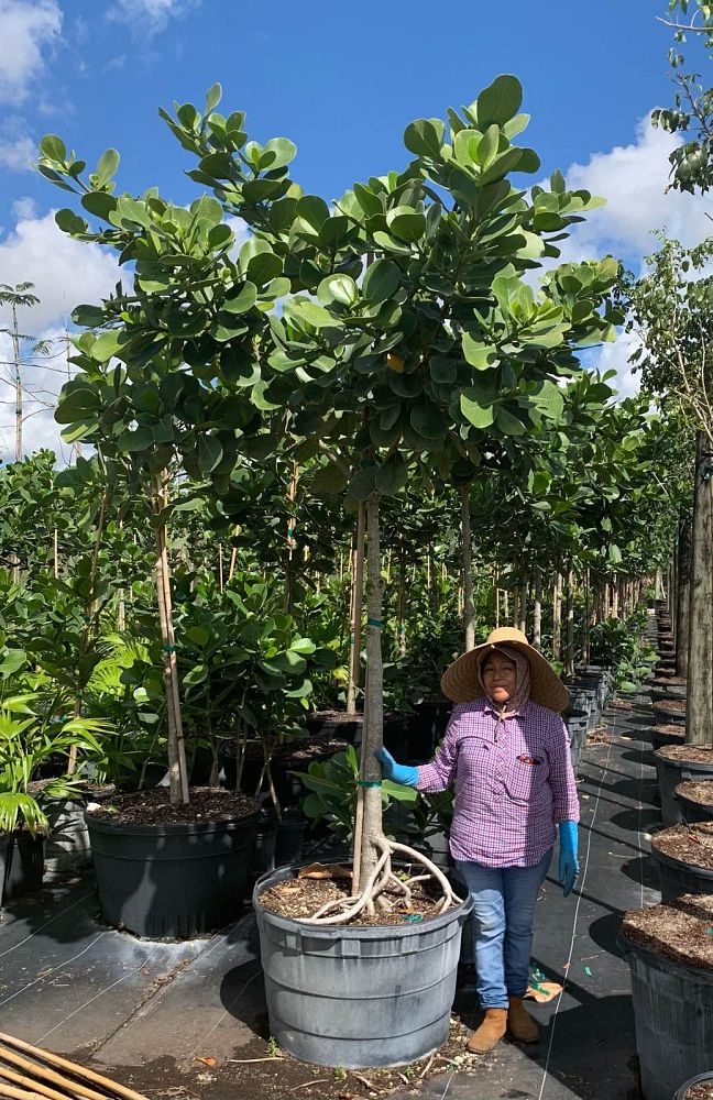 clusia-rosea-pitch-apple-autograph-tree