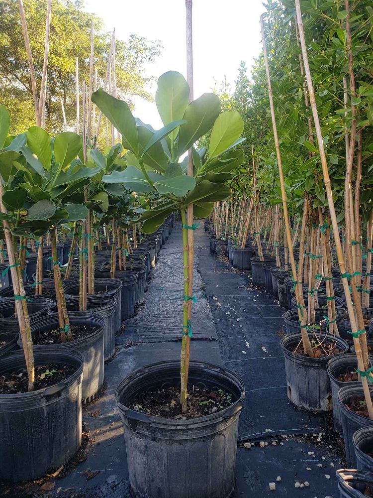 clusia-rosea-pitch-apple-autograph-tree