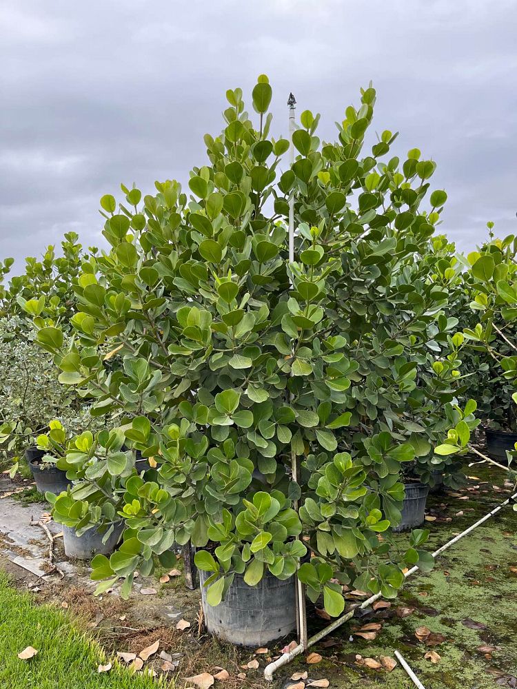clusia-rosea-pitch-apple-autograph-tree