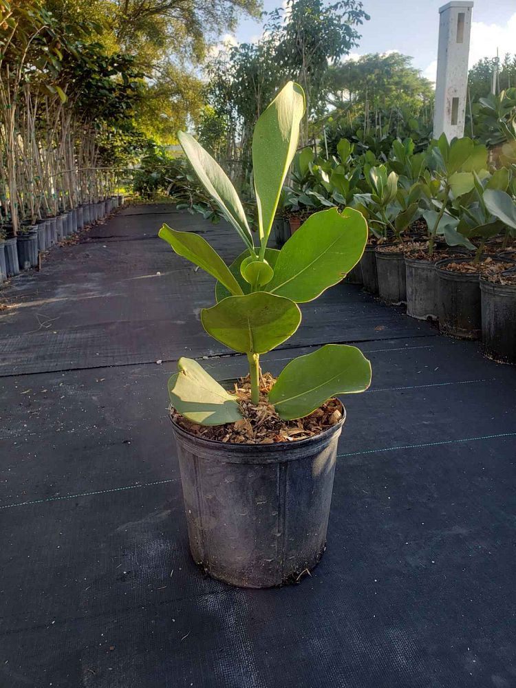 clusia-rosea-pitch-apple-autograph-tree
