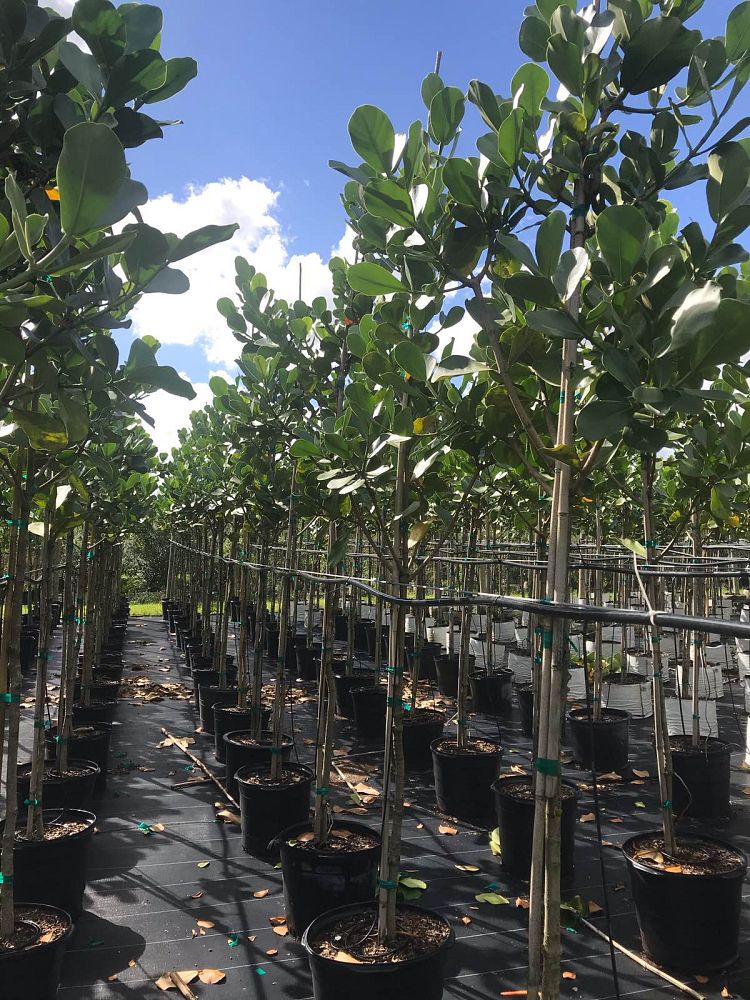 clusia-rosea-pitch-apple-autograph-tree