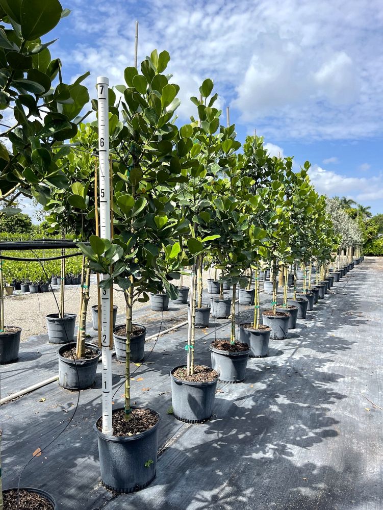 clusia-rosea-pitch-apple-autograph-tree