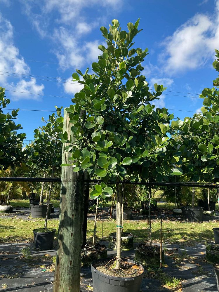 clusia-rosea-pitch-apple-autograph-tree