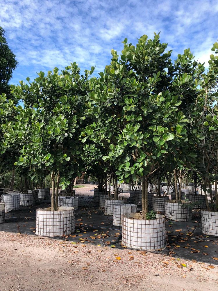 clusia-rosea-pitch-apple-autograph-tree