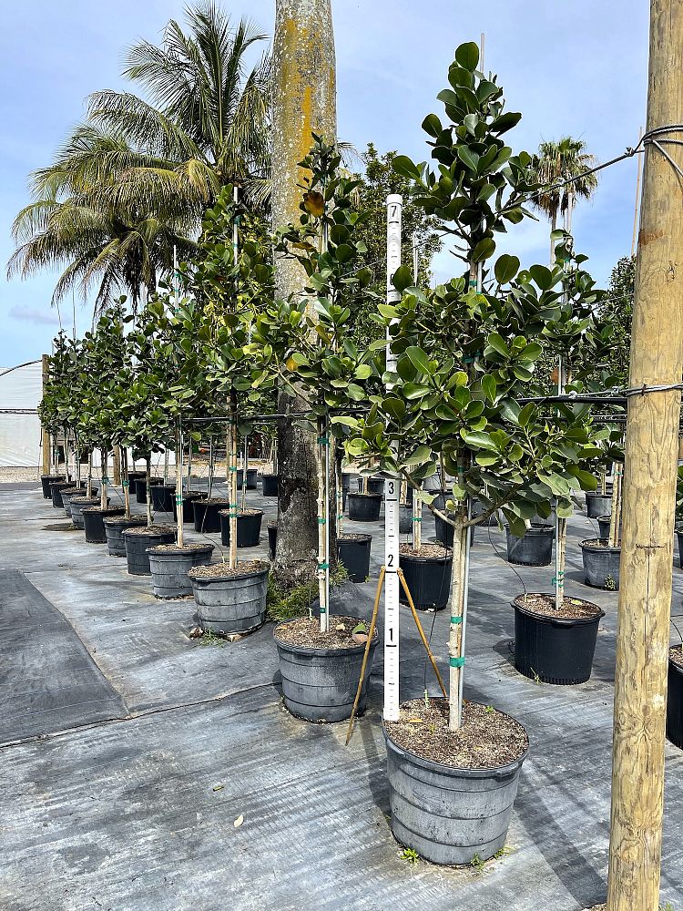 clusia-rosea-pitch-apple-autograph-tree