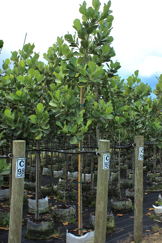 clusia-rosea-pitch-apple-autograph-tree
