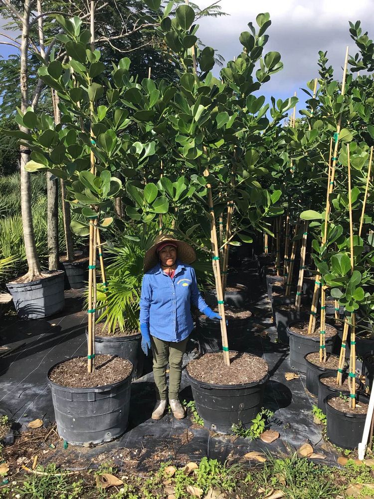 clusia-rosea-pitch-apple-autograph-tree