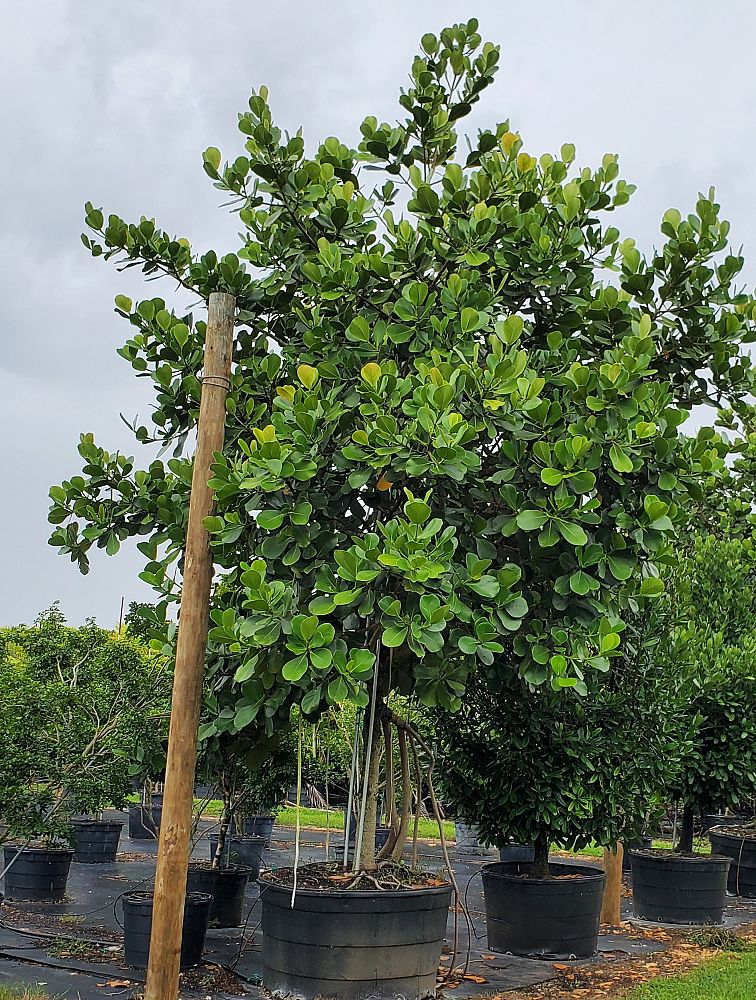 clusia-rosea-pitch-apple-autograph-tree