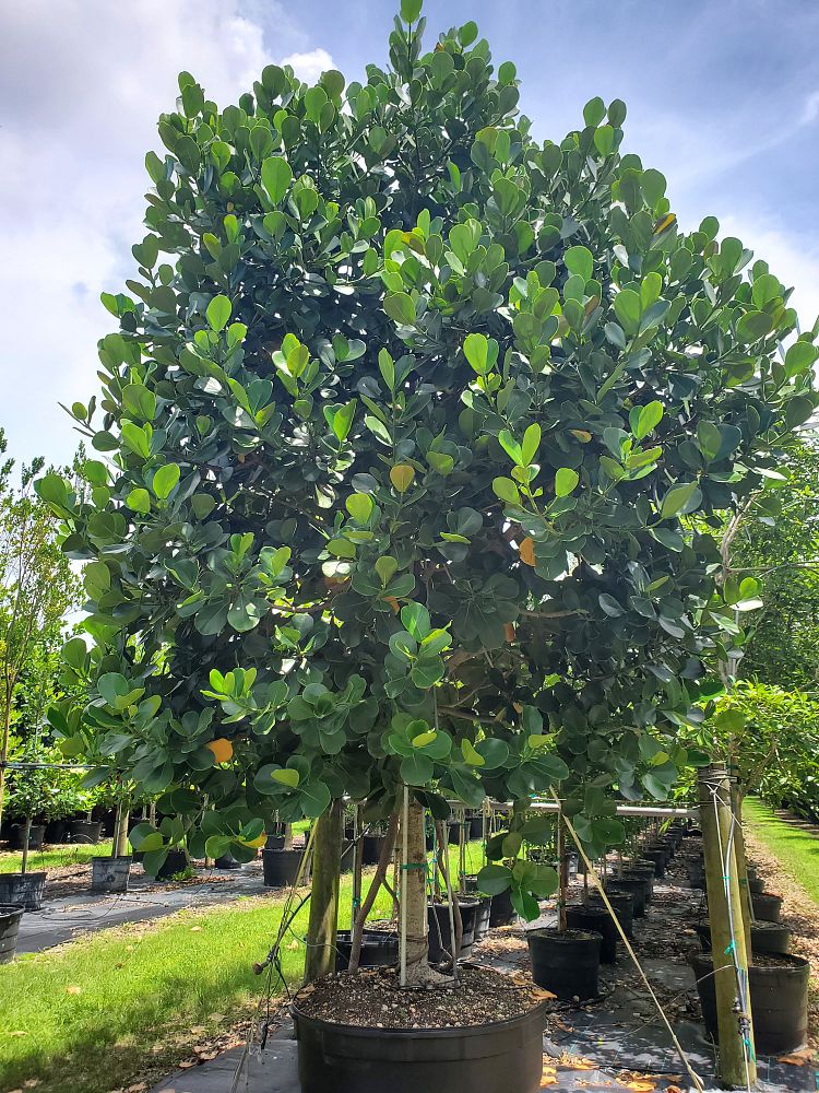 clusia-rosea-pitch-apple-autograph-tree